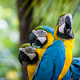 Image for article titled The One Type of Music That All Parrots Everywhere Despise